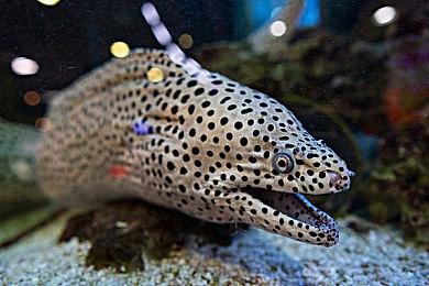 《GT赛车7》新实机演示视频 画面震撼内容丰富