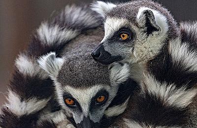 2D文字游戏《死亡与税赋》Steam现已添加官方简体中文