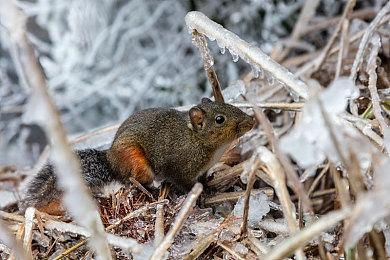 《星鸣特攻》三位高级员工加盟《光环》工作室